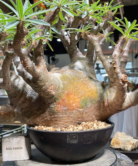 パキポディウム グラキリス　Pachypodium gracilius 　発根済　(gk-496）