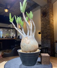 パキポディウム グラキリス　Pachypodium gracilius 　発根済　(商品番号gk-175)