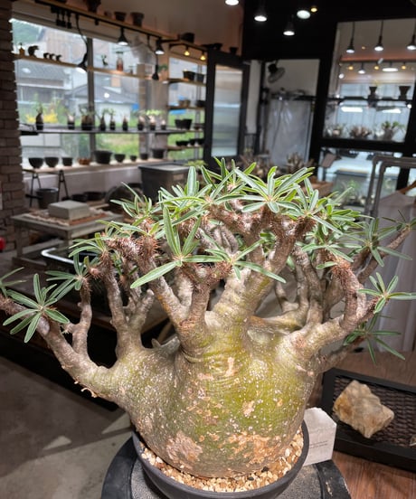 パキポディウム グラキリス　Pachypodium gracilius 　発根済　(gk-496）