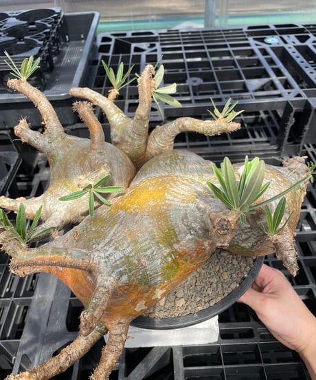 パキポディウム グラキリス　Pachypodium gracilius 　発根済　(gk-304)