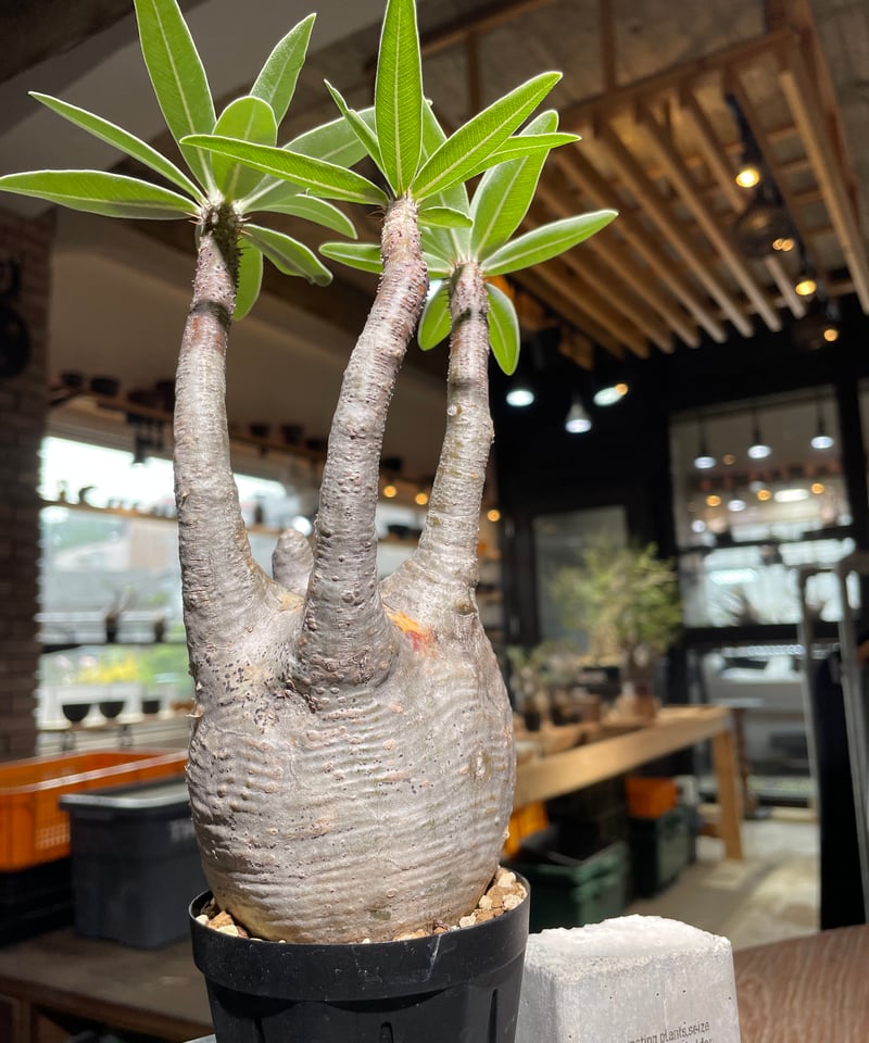 パキポディウム グラキリス Pachypodium gracilius 発根済 (gk-52