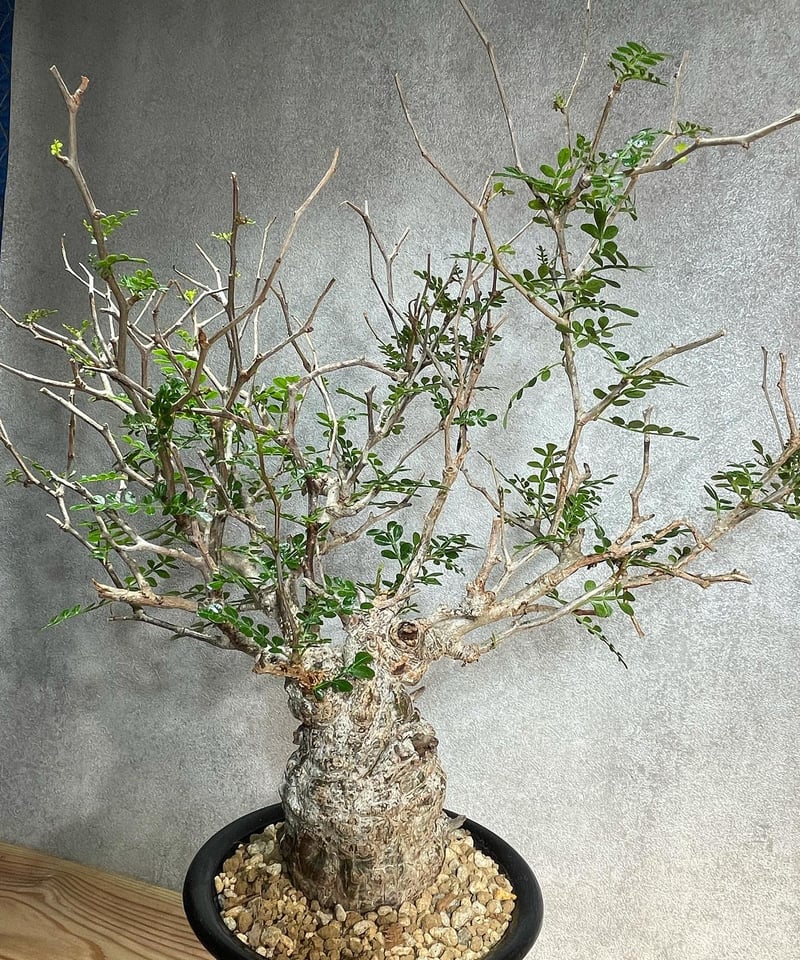 オペルクリカリア パキプス／Operculicarya pachypus 発根済 (塊根幅6c