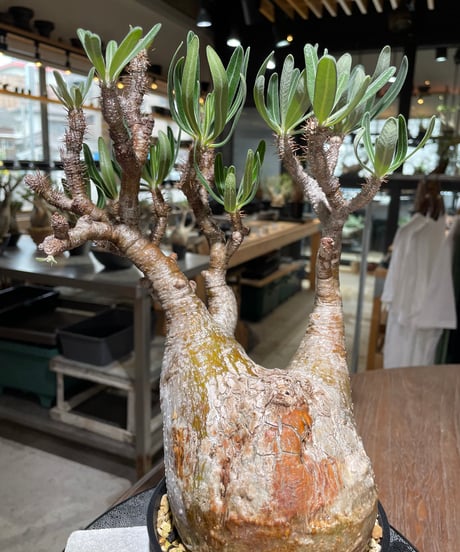 パキポディウム グラキリス　Pachypodium gracilius 　発根済　(gk-560)