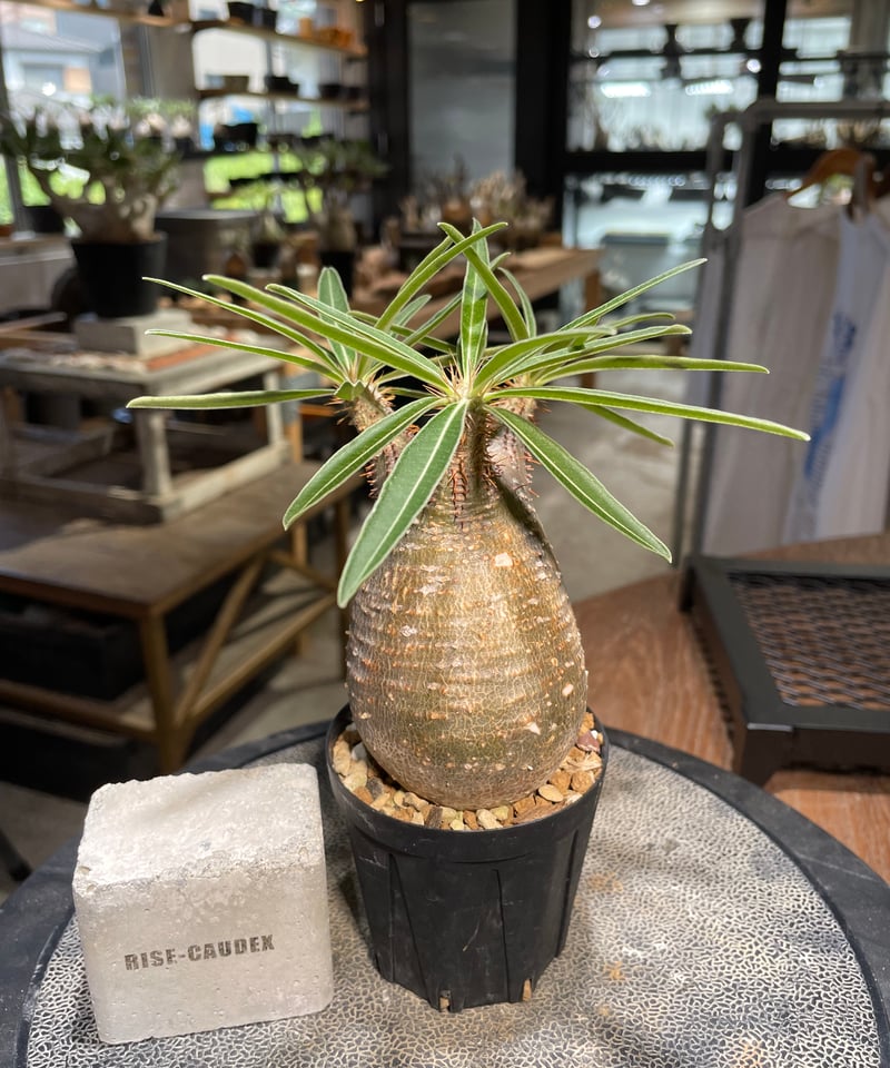 パキポディウム グラキリス Pachypodium gracilius 発根済 (gk-50