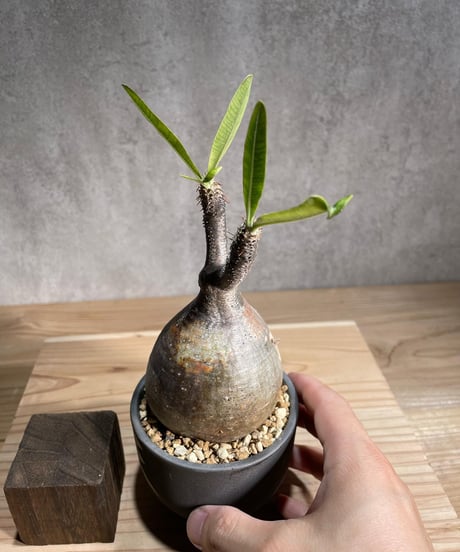 パキポディウム グラキリス　Pachypodium gracilius 　発根済　(商品番号gk-97valiem)  VALIEM 　(VALIEMタグ付き)