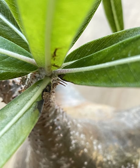 パキポディウム グラキリス　Pachypodium gracilius 　発根済(塊根幅10ｃｍ)　(商品番号gk-21)