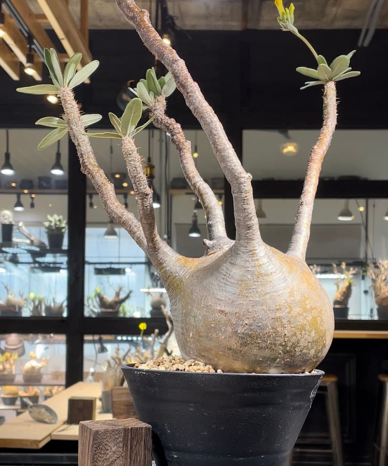 パキポディウム グラキリス Pachypodium gracilius 発根済 (gk-22