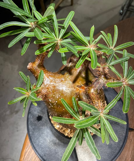 パキポディウム グラキリス　Pachypodium gracilius 　発根済　(gk-411)