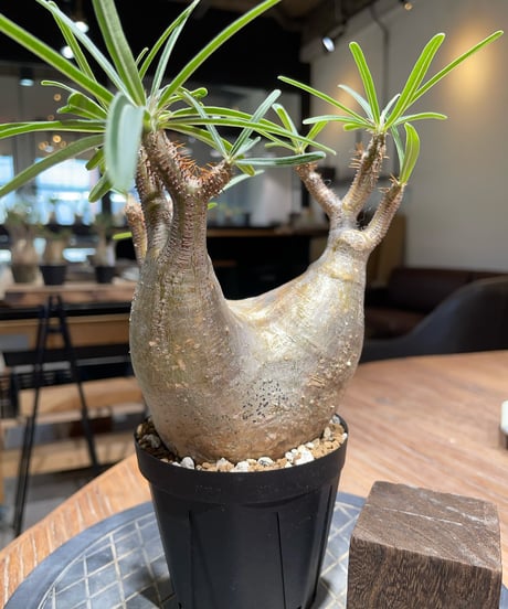 パキポディウム グラキリス　Pachypodium gracilius 　発根済　(gk-404)