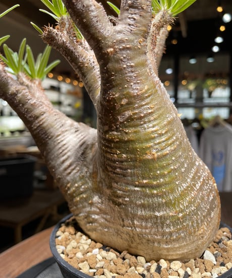 パキポディウム グラキリス　Pachypodium gracilius 　発根済　(gk-442）