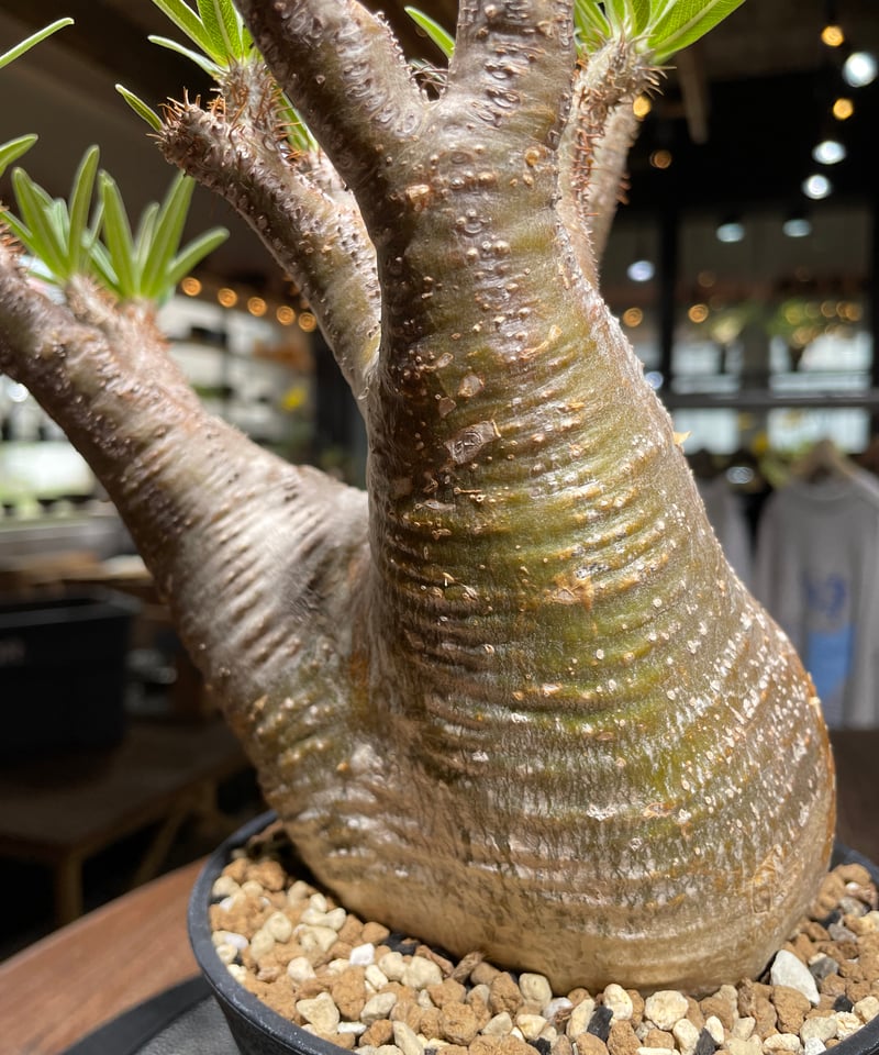 パキポディウム グラキリス Pachypodium gracilius 発根済 (gk-44
