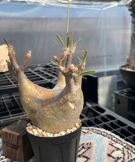 パキポディウム グラキリス　Pachypodium gracilius 　発根済　(gk-404)