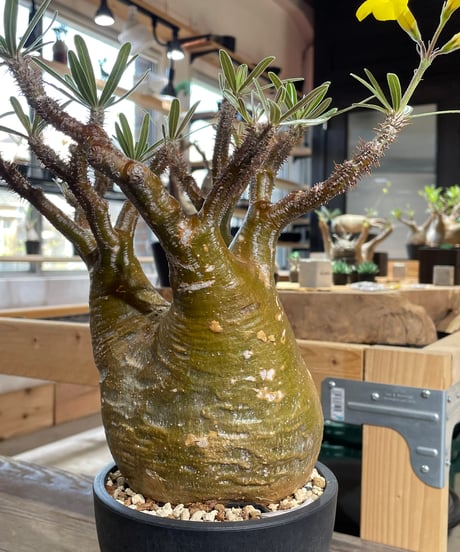 パキポディウム グラキリス　Pachypodium gracilius 　発根済　(gk-426)