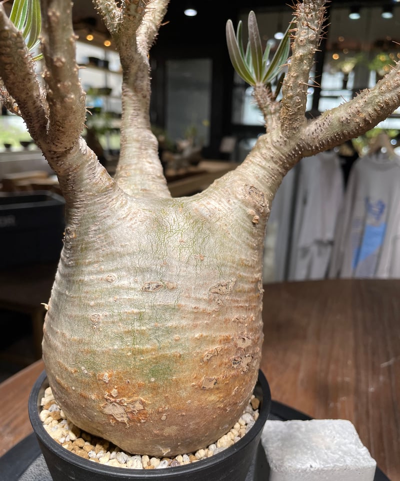 な*ん様 パキポディウムグラキリス ダブルヘッド パキポディウム