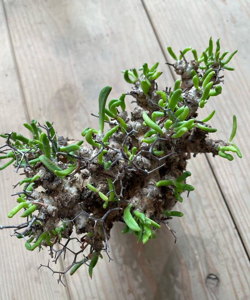 チレコドン レティキュラータス Tylecodon reticulatus 万物想 チレコドン レティキュラータス Tylecodon reticulatus 万物想