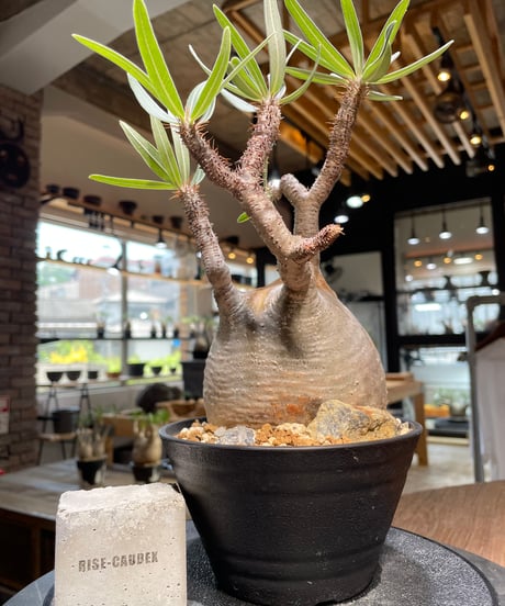 パキポディウム グラキリス　Pachypodium gracilius 　発根済　(gk-482)