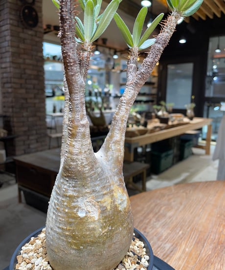 パキポディウム グラキリス　Pachypodium gracilius 　発根済　(gk-453）