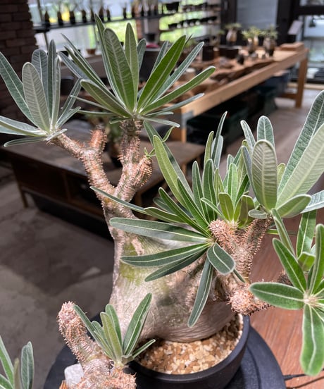 パキポディウム グラキリス　Pachypodium gracilius 　発根済　(gk-479)