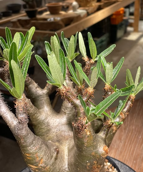 パキポディウム グラキリス　Pachypodium gracilius 　発根済　(gk-543)
