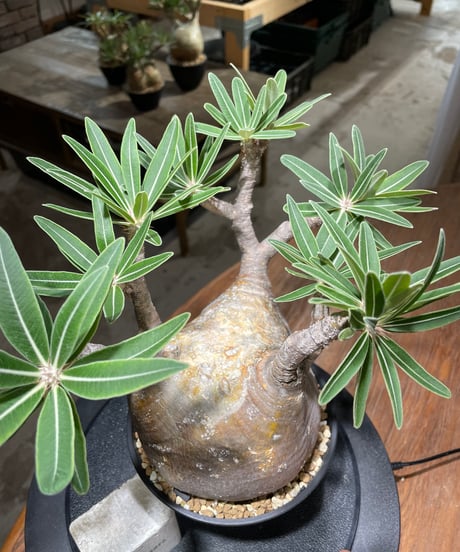パキポディウム グラキリス　Pachypodium gracilius 　発根済　(gk-477)