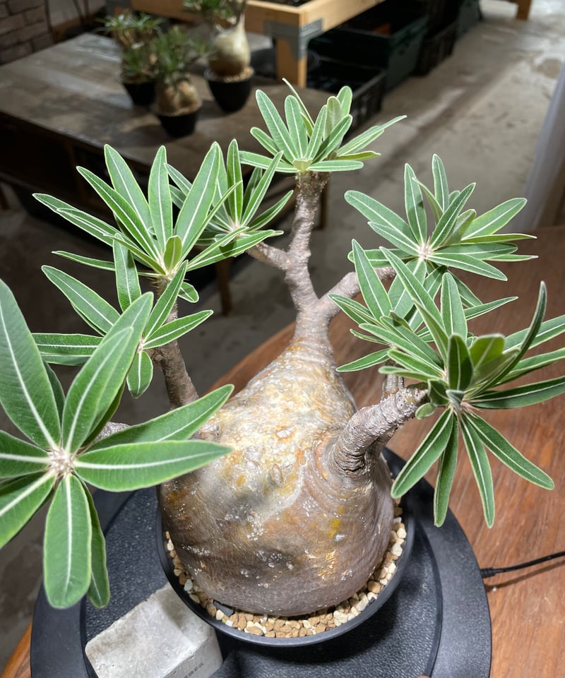 パキポディウム グラキリス Pachypodium gracilius 発根済 (gk-47