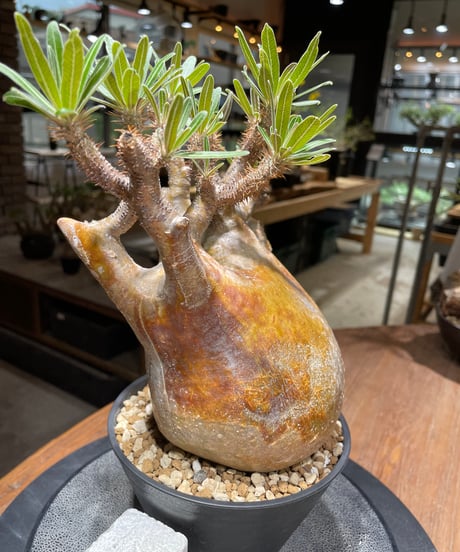 パキポディウム グラキリス　Pachypodium gracilius 　発根済　(gk-262)