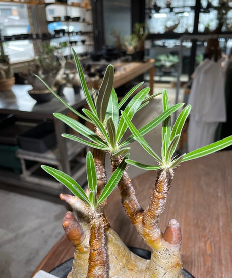 パキポディウム グラキリス　Pachypodium gracilius 　発根済　(gk-559)