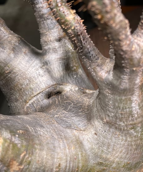 パキポディウム グラキリス　Pachypodium gracilius 　発根済　(gk-532)