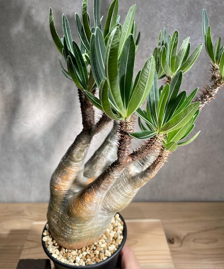パキポディウム グラキリス　Pachypodium gracilius 　発根済　(商品番号gk-86)