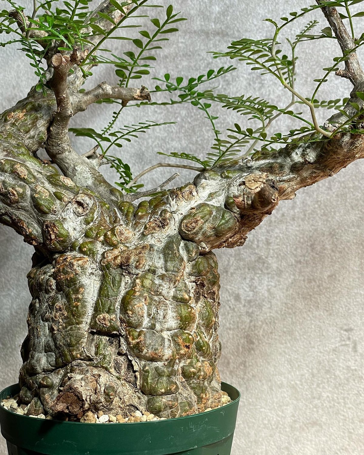 む*ぎ様 塊根植物 パキプス む*ぎ様 塊根植物 パキプス - メルカリ