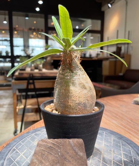 パキポディウム グラキリス　Pachypodium gracilius 　発根済　(gk-379)