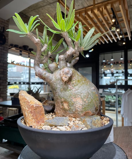 パキポディウム グラキリス　Pachypodium gracilius 　発根済　(gk-549)