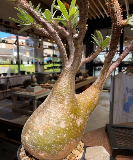 パキポディウム グラキリス　Pachypodium gracilius 　発根済　(gk-506）