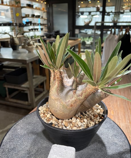 パキポディウム グラキリス　Pachypodium gracilius 　発根済　(gk-572)