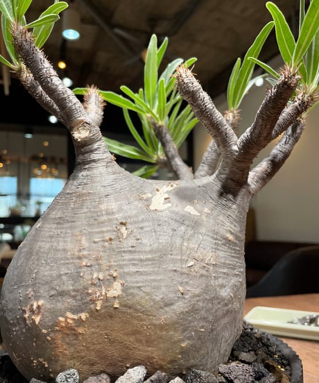 パキポディウム グラキリス　Pachypodium gracilius 　発根済　(gk-410valiem) VALIEM VOID L