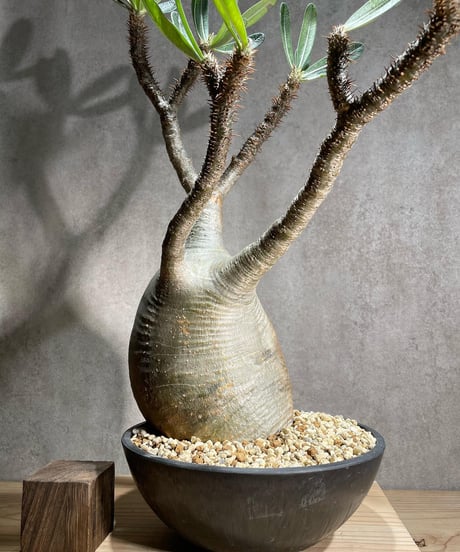 パキポディウム グラキリス　Pachypodium gracilius 　発根済　(商品番号gk-95)