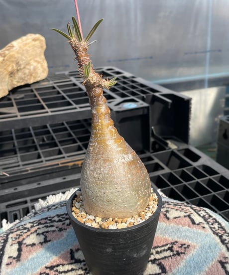 パキポディウム グラキリス　Pachypodium gracilius 　発根済　(gk-419)