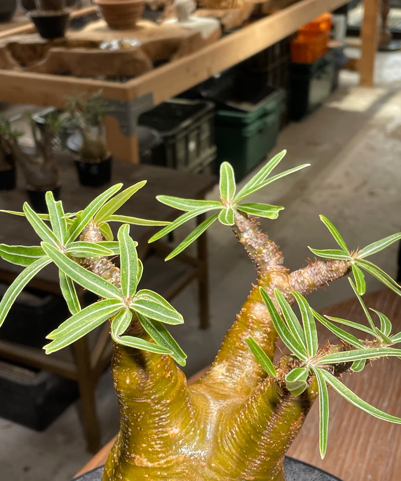 パキポディウム グラキリス Pachypodium gracilius 発根済 (gk-54