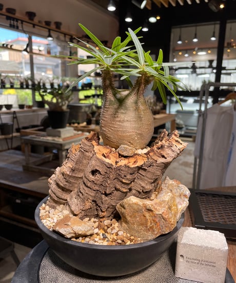 パキポディウム グラキリス　Pachypodium gracilius 　発根済　(gk-499）