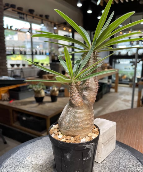 パキポディウム グラキリス　Pachypodium gracilius 　発根済　(gk-486)