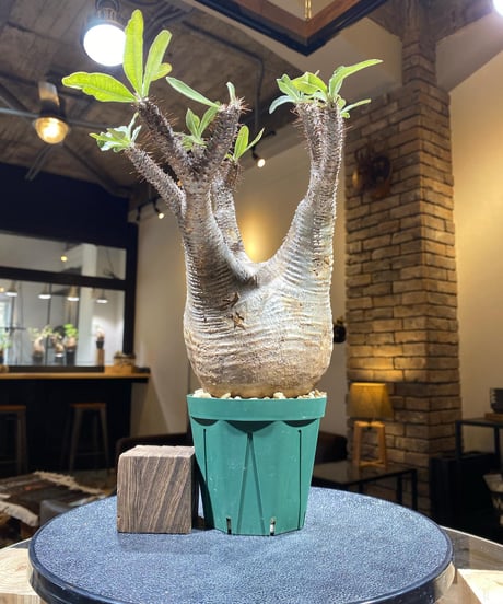 パキポディウム グラキリス　Pachypodium gracilius 　発根済　(商品番号gk-153)