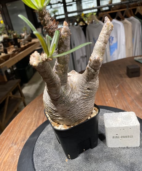 パキポディウム グラキリス　Pachypodium gracilius 　発根済　(gk-435)