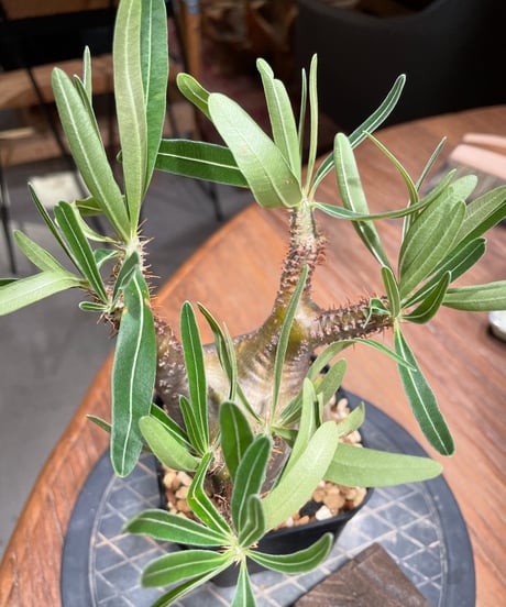 パキポディウム グラキリス　Pachypodium gracilius 　発根済　(gk-383)