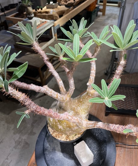 パキポディウム グラキリス　Pachypodium gracilius 　発根済　(gk-506）