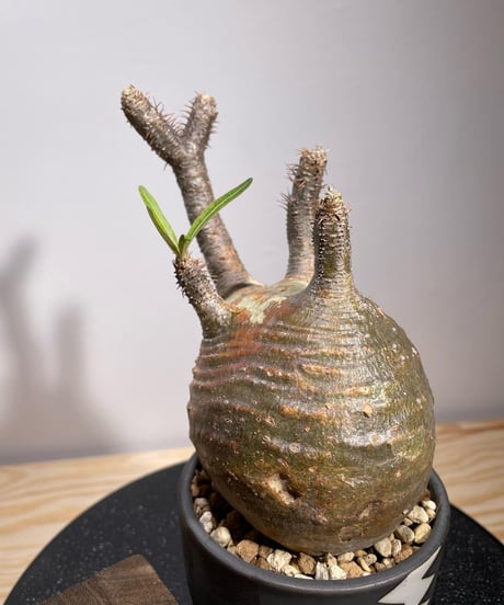 パキポディウム グラキリス　Pachypodium gracilius 　発根済　(商品番号gk-127valiem)VALIEM  (VALIEMタグ付き)