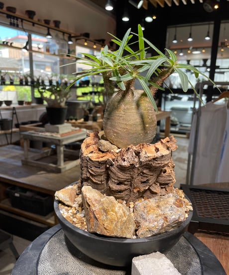 パキポディウム グラキリス　Pachypodium gracilius 　発根済　(gk-499）