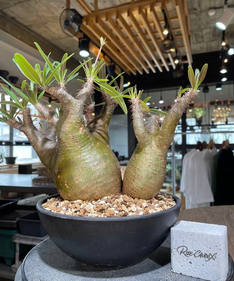 パキポディウム グラキリス　2頭　Pachypodium gracilius 　発根済　(gk-550)