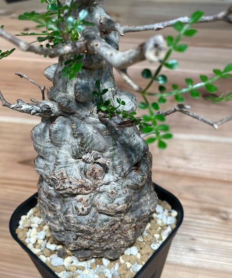 オペルクリカリア パキプス／Operculicarya pachypus　発根済 (塊根幅7.5cm)　(商品番号PP-13)