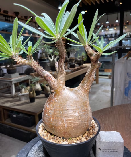 パキポディウム グラキリス　Pachypodium gracilius 　発根済　(gk-413)