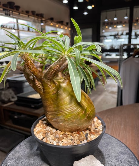 パキポディウム グラキリス　Pachypodium gracilius 　発根済　(gk-281)